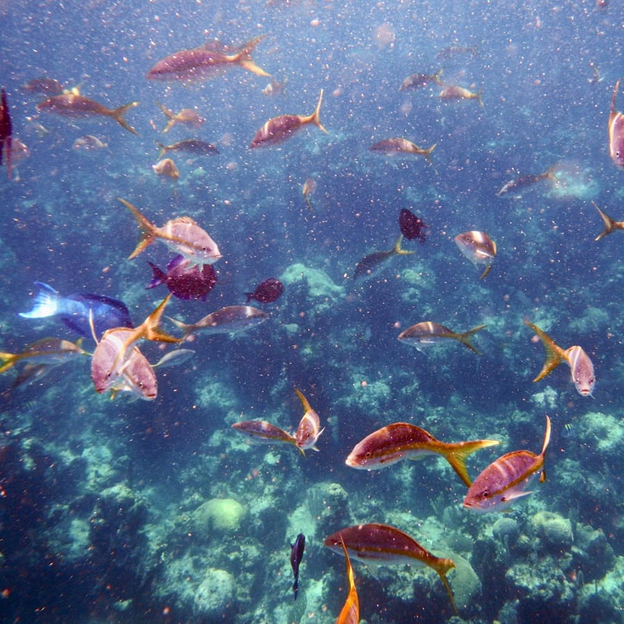 Возможность, которая выпадает раз в жизни: