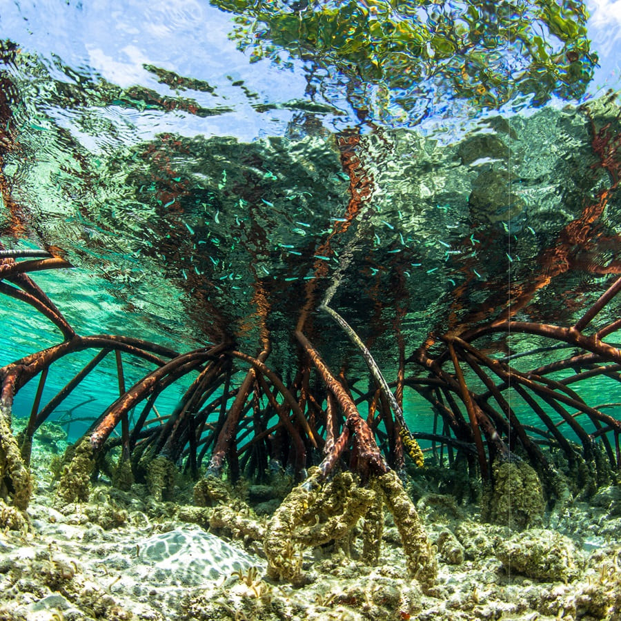 День 3: Стэниэл–Кей - Где позируют свинки и гремит гром